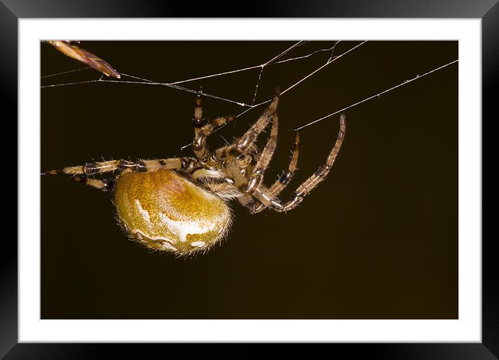 Orb-web spider Framed Mounted Print by Gabor Pozsgai