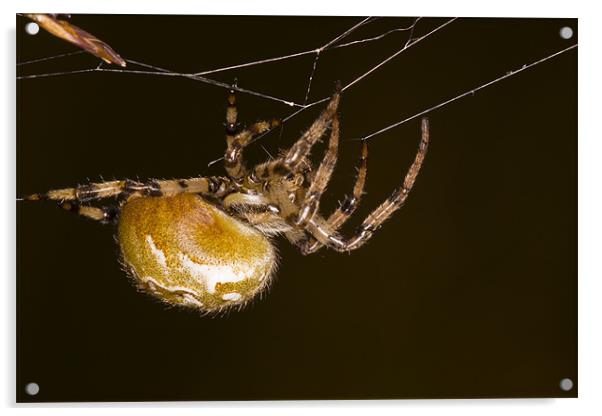 Orb-web spider Acrylic by Gabor Pozsgai