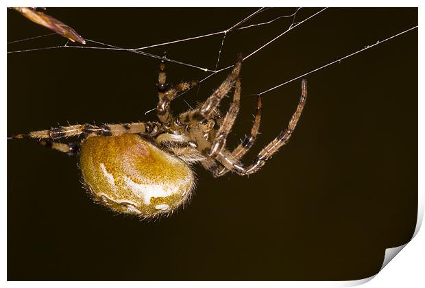 Orb-web spider Print by Gabor Pozsgai