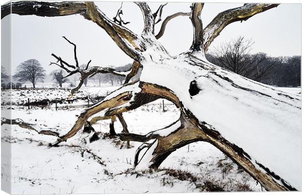 Squid tree in the snow Canvas Print by Stephen Mole