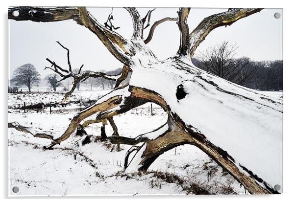 Squid tree in the snow Acrylic by Stephen Mole