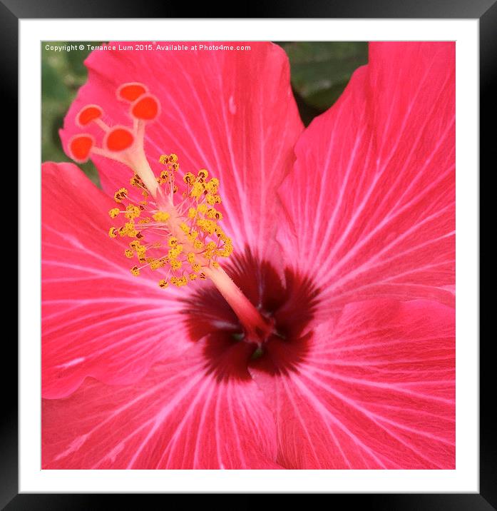  Red Hibiscus Blooming in Hawaii Paradise Framed Mounted Print by Terrance Lum