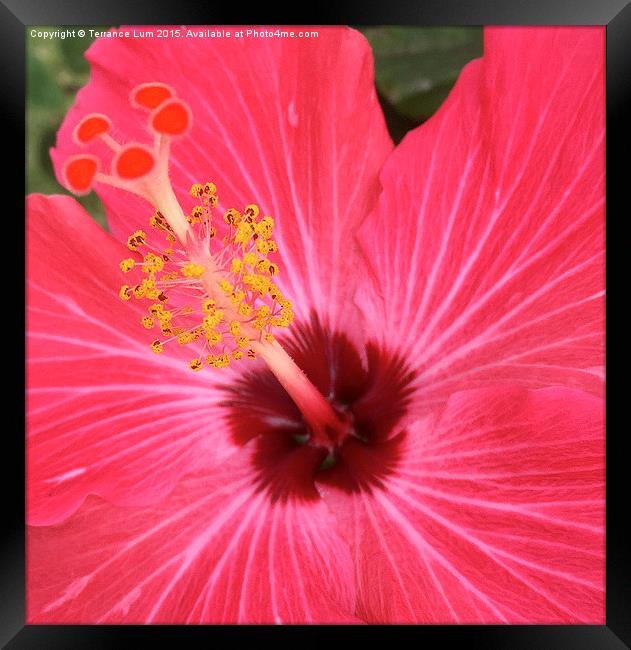  Red Hibiscus Blooming in Hawaii Paradise Framed Print by Terrance Lum