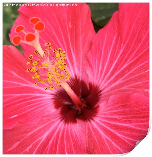  Red Hibiscus Blooming in Hawaii Paradise Print by Terrance Lum