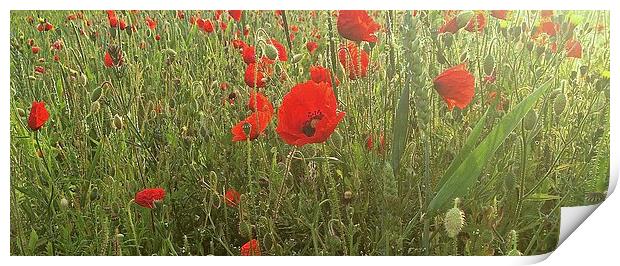 Field of Poppies  Print by Sue Bottomley