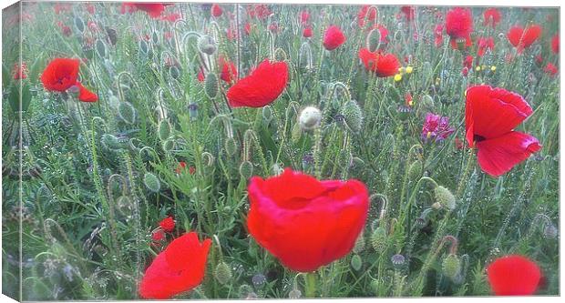  Field of Poppies  Canvas Print by Sue Bottomley