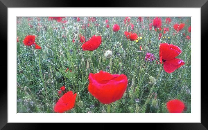  Field of Poppies  Framed Mounted Print by Sue Bottomley