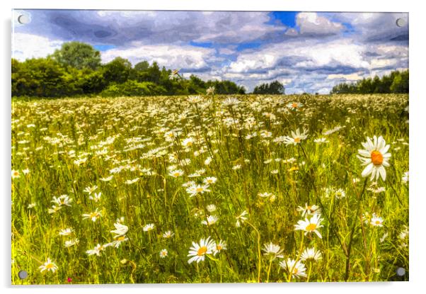 The Daisy Field Art Acrylic by David Pyatt