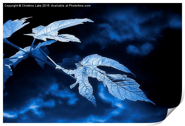  Moonlight Blue Print by Christine Lake