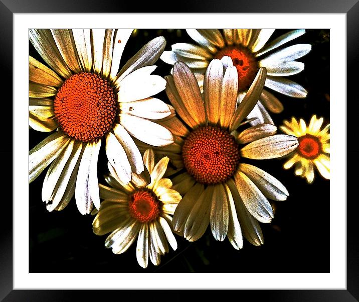 Large White Daisies call Oxeye Framed Mounted Print by Sue Bottomley