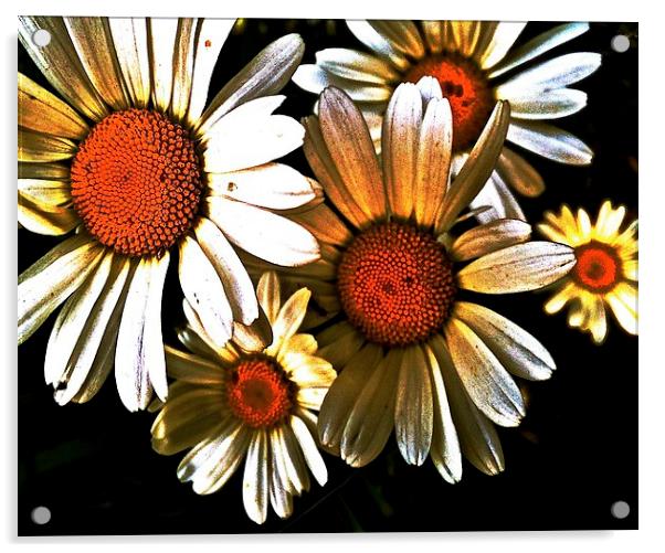 Large White Daisies call Oxeye Acrylic by Sue Bottomley