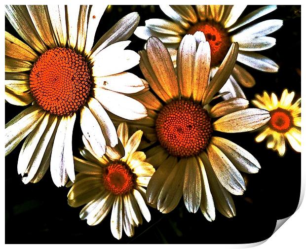 Large White Daisies call Oxeye Print by Sue Bottomley