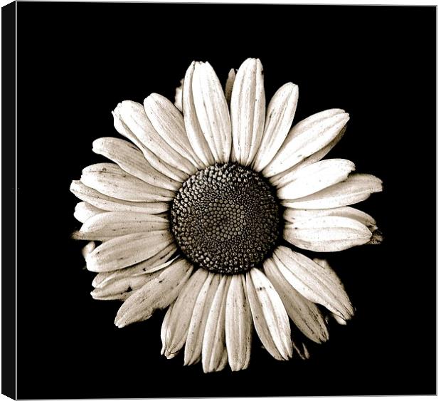  One large White Daisy on a black background Canvas Print by Sue Bottomley