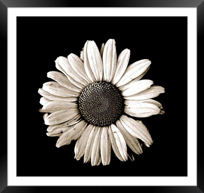  One large White Daisy on a black background Framed Mounted Print by Sue Bottomley
