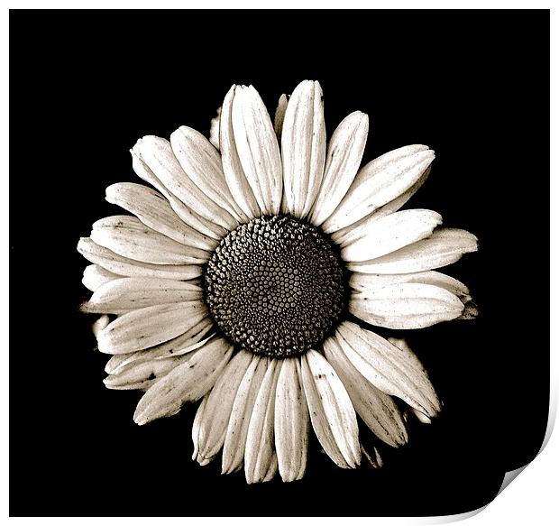  One large White Daisy on a black background Print by Sue Bottomley
