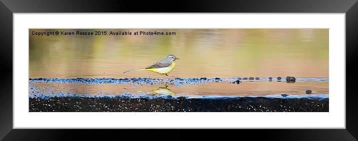  Grey Wagtail Framed Mounted Print by Karen Roscoe