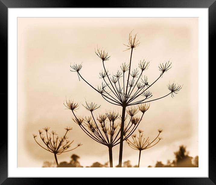 Winter Weeds Framed Mounted Print by Alison Allen
