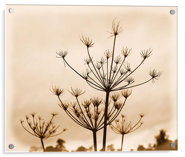 Winter Weeds Acrylic by Alison Allen