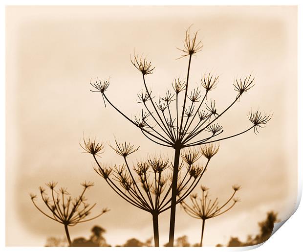 Winter Weeds Print by Alison Allen