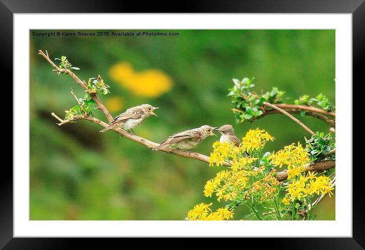  Spotted Flycatcher feeds her young Framed Mounted Print by Karen Roscoe