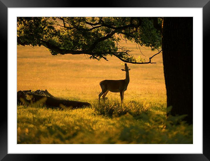 Hungry deer  Framed Mounted Print by Inguna Plume