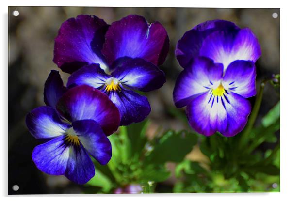  Three Purple Pansies Acrylic by Kathleen Stephens