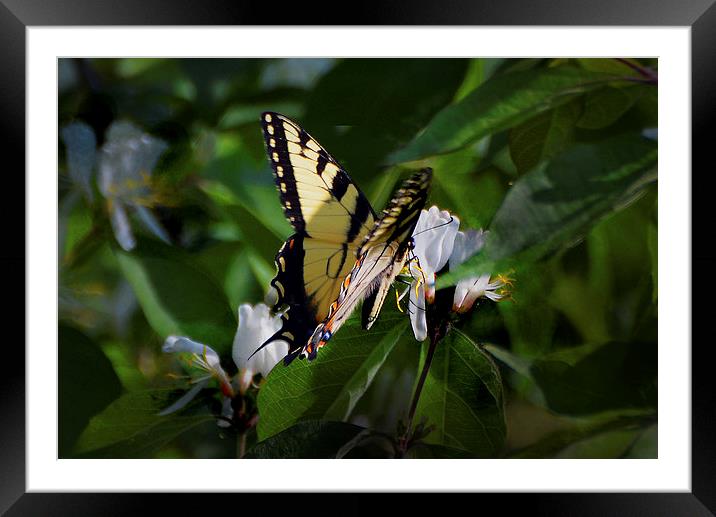  Western Tiger Swallowtail Framed Mounted Print by Kathleen Stephens