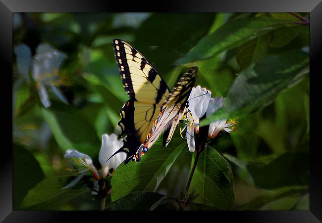  Western Tiger Swallowtail Framed Print by Kathleen Stephens