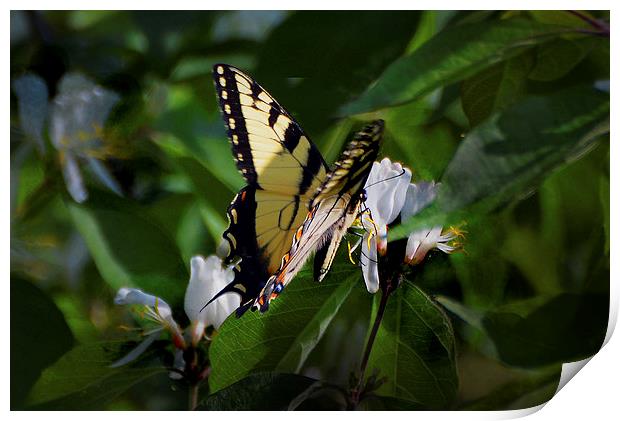  Western Tiger Swallowtail Print by Kathleen Stephens