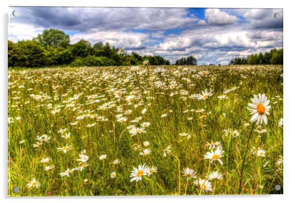The Summer Daisy Field Acrylic by David Pyatt