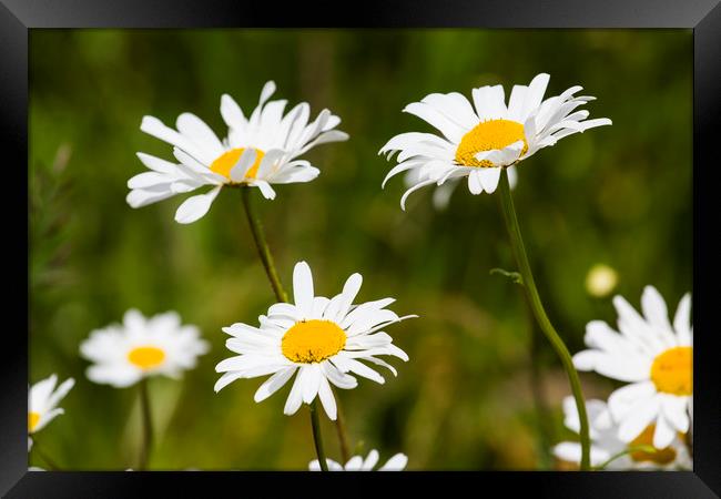  The Daisy's  Framed Print by David Pyatt