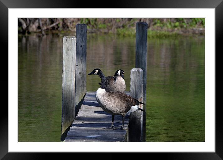  Canada Geese Resting on Dock Framed Mounted Print by Kathleen Stephens