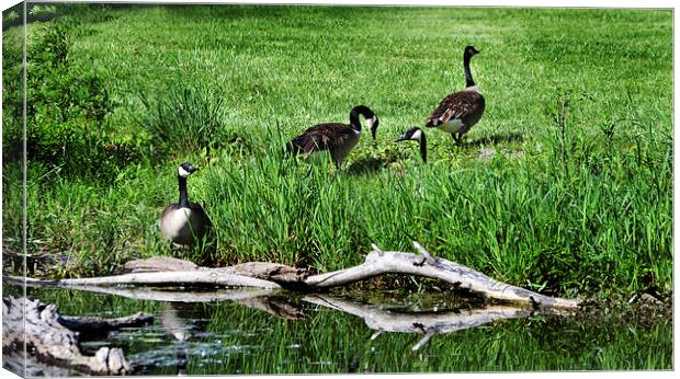  Geese and Stream  Canvas Print by Kathleen Stephens