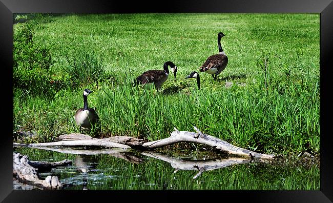  Geese and Stream  Framed Print by Kathleen Stephens