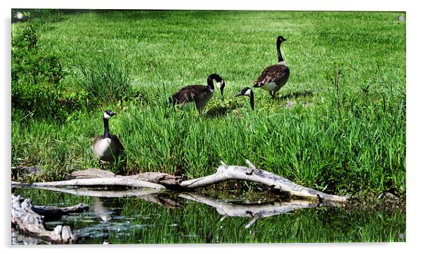  Geese and Stream  Acrylic by Kathleen Stephens