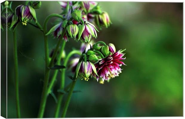  Aquilegia in Red Canvas Print by Kathleen Stephens