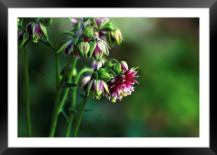  Aquilegia in Red Framed Mounted Print by Kathleen Stephens