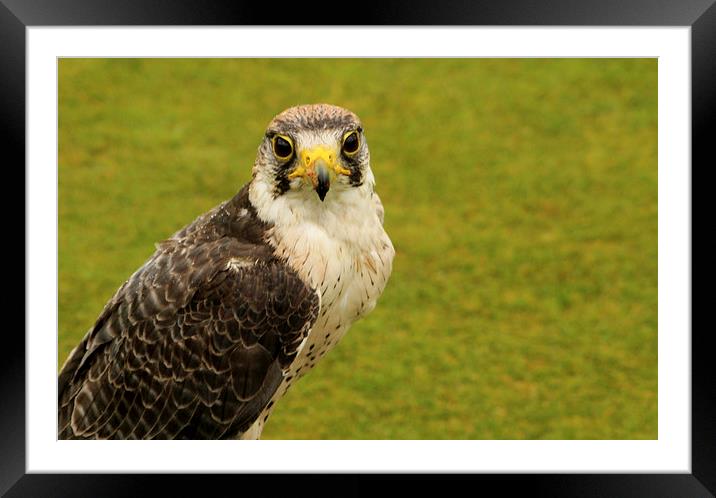  Peregrine Falcon Framed Mounted Print by Peter Elliott 