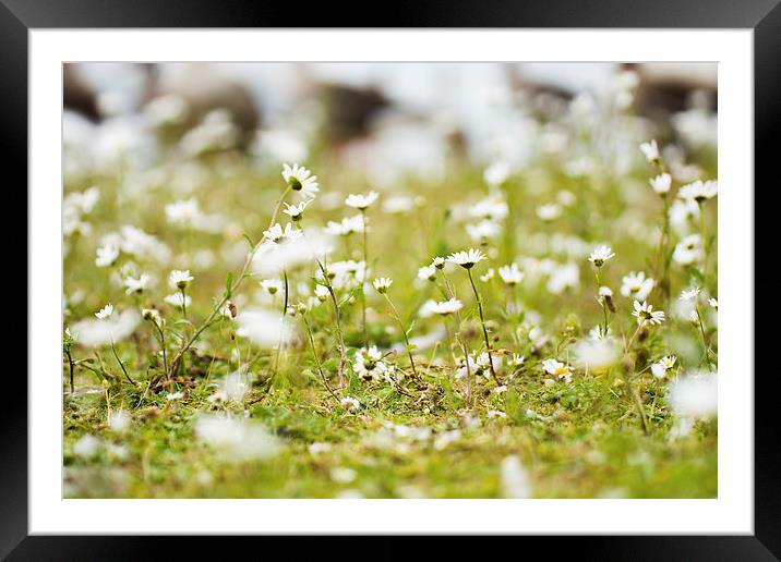  Daisies Framed Mounted Print by Andrew Scott