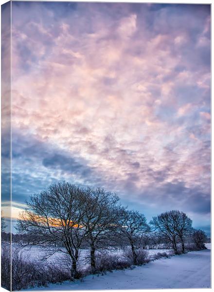 Winter Dawn Canvas Print by Antony McAulay