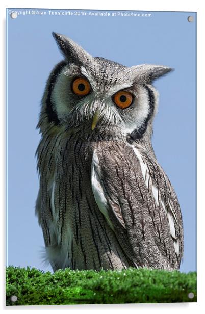  White Faced Scops Owl Acrylic by Alan Tunnicliffe