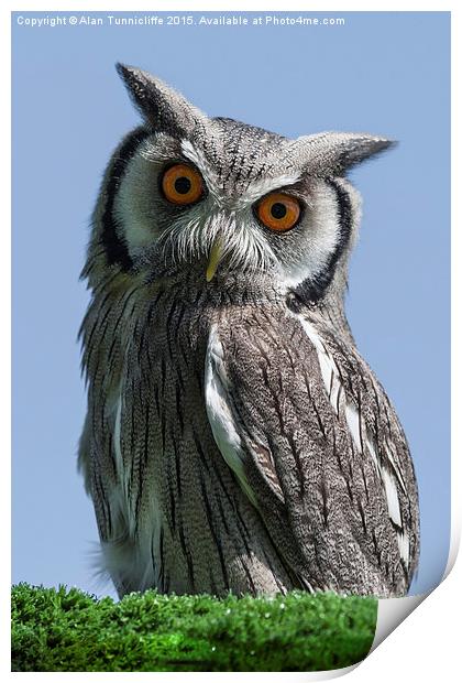  White Faced Scops Owl Print by Alan Tunnicliffe