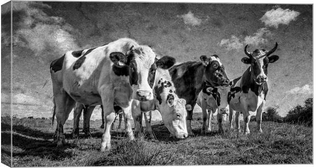  Goonhilly Cows Canvas Print by John Baker
