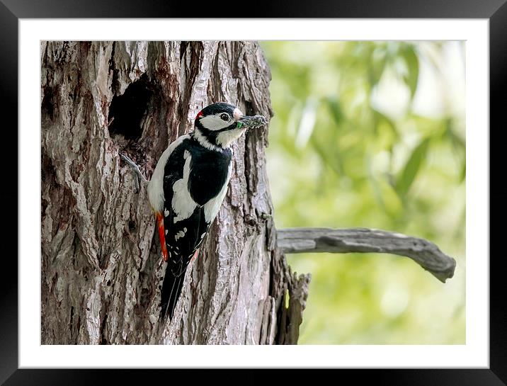  Great Spotted Woodpecker Framed Mounted Print by mhfore Photography