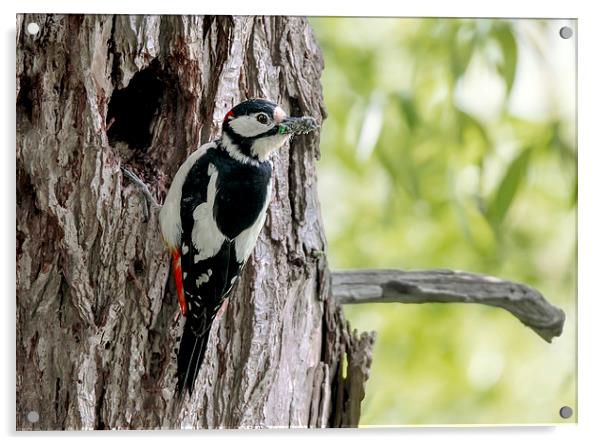  Great Spotted Woodpecker Acrylic by mhfore Photography