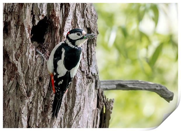  Great Spotted Woodpecker Print by mhfore Photography