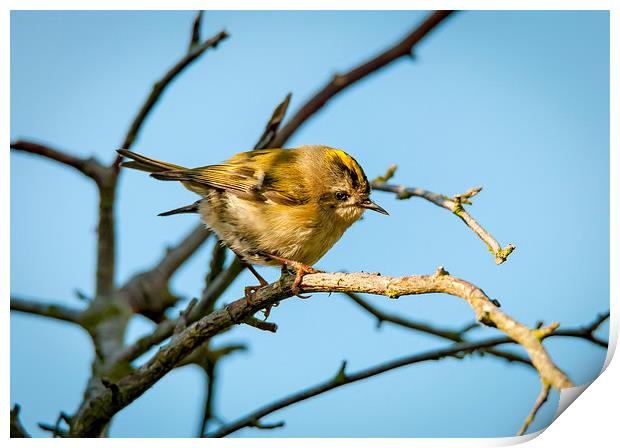  Goldcrest Female Print by mhfore Photography
