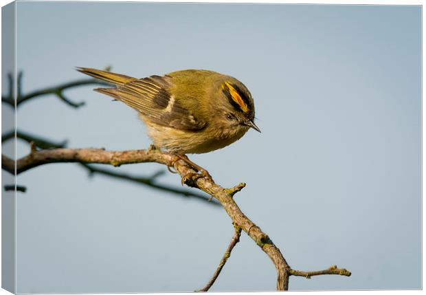  Goldcrest Male Canvas Print by mhfore Photography
