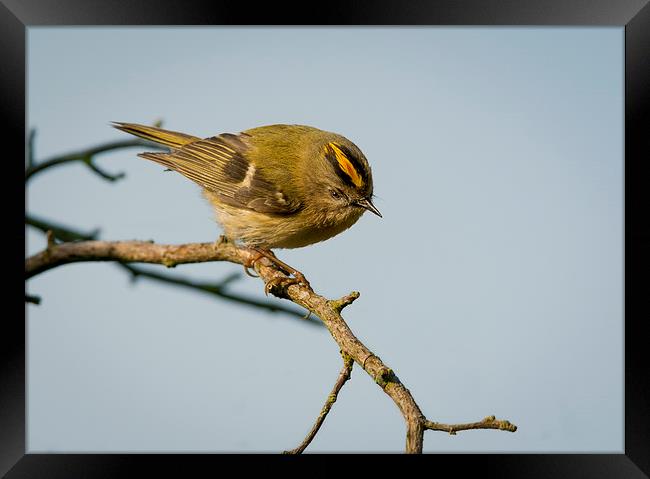  Goldcrest Male Framed Print by mhfore Photography