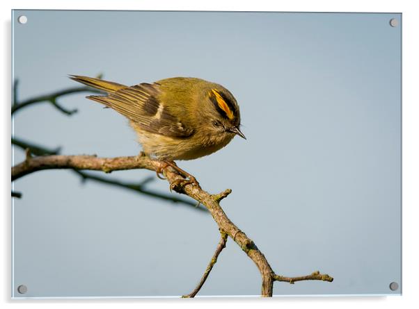  Goldcrest Male Acrylic by mhfore Photography